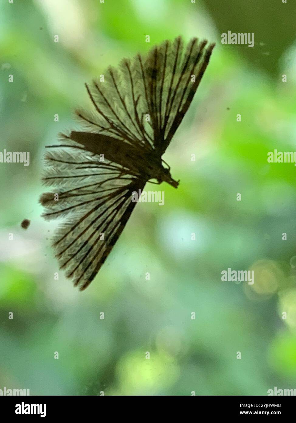 Vingt-plume Moth (Alucita hexadactyla) Banque D'Images