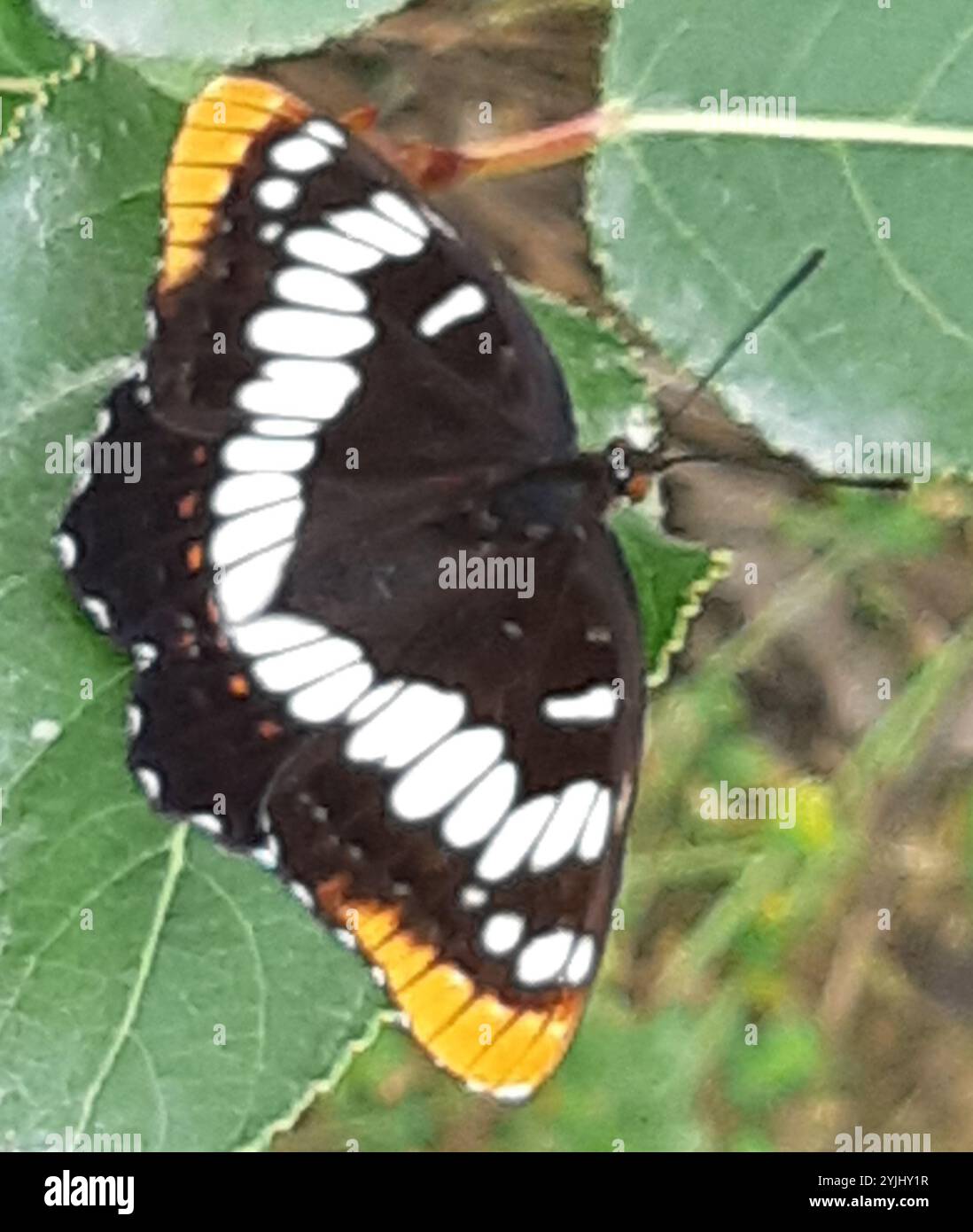 Amiral de Lorquin (Limenitis lorquini) Banque D'Images