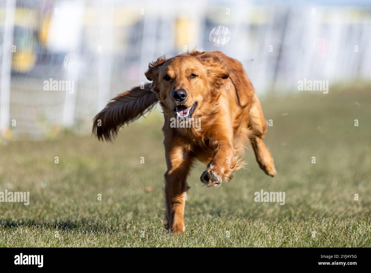 Course de leurre de course à pied Golden Retriever de race pure Sprint Dog Sport Banque D'Images