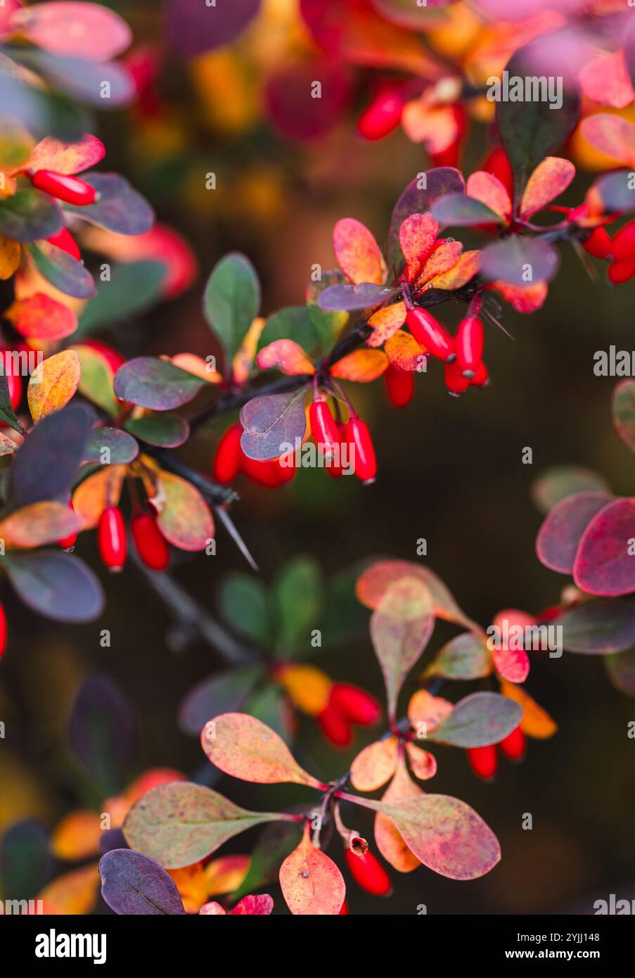 Gros plan des feuilles colorées de l'arbuste japonais d'épine-vinette en automne. Banque D'Images