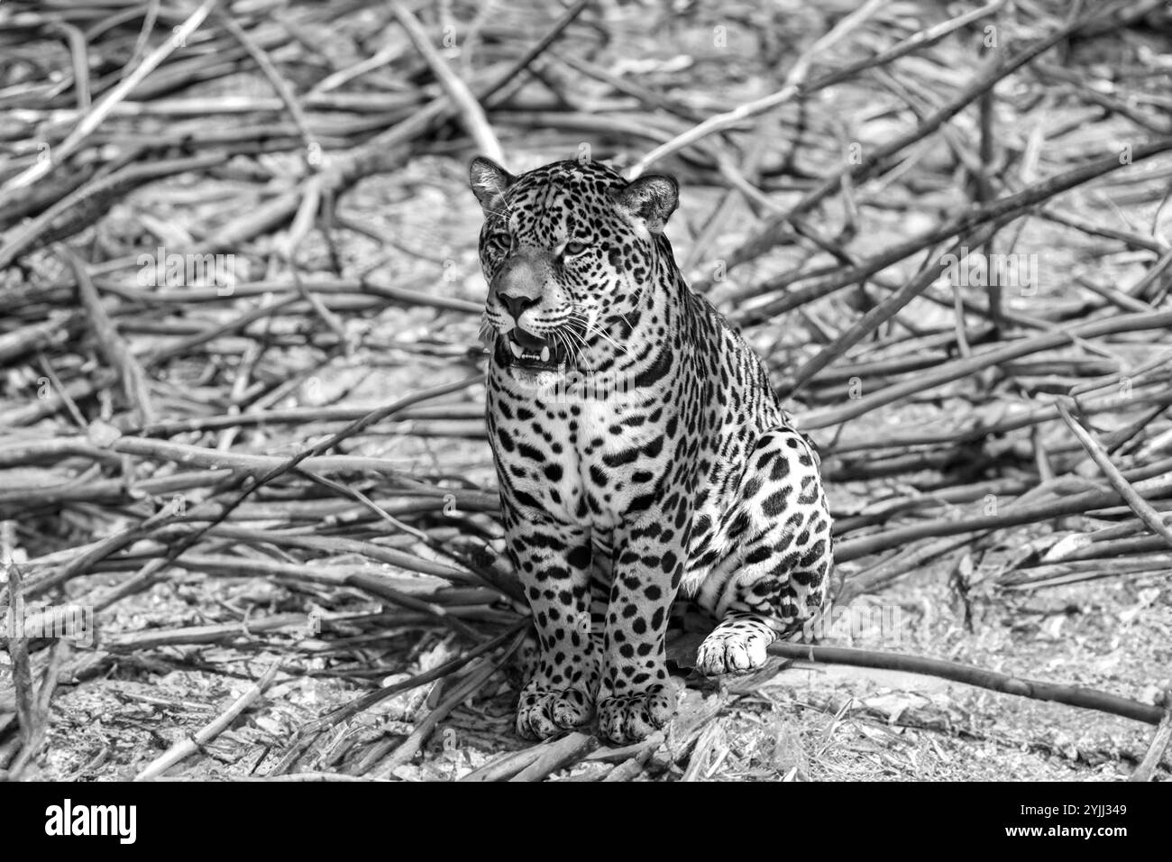 jaguar sud-américaine (Panthera ONCA). Félin tropical 'onça pintada' Banque D'Images