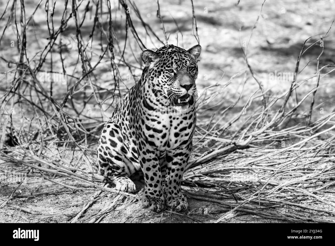 jaguar sud-américaine (Panthera ONCA). Félin tropical 'onça pintada' Banque D'Images