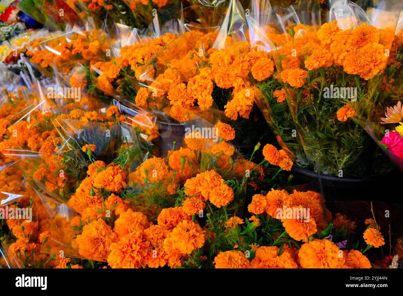 Gros plan sur Orange Marigolds in Buckets au Queens Sidewalk Flower Shop Banque D'Images