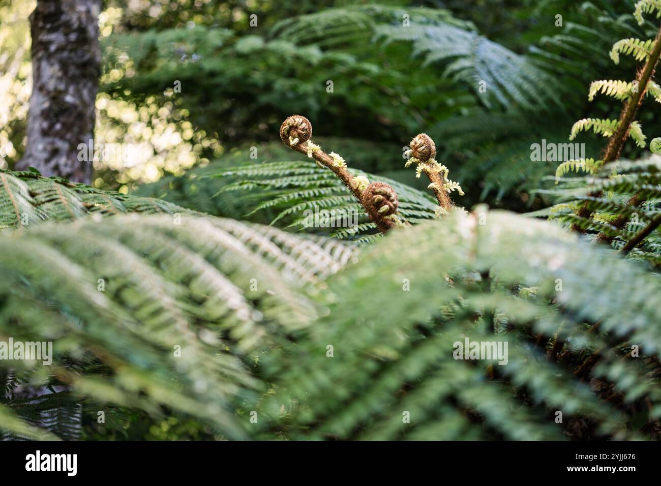 Fougère arborescente dans la forêt néo-zélandaise Banque D'Images