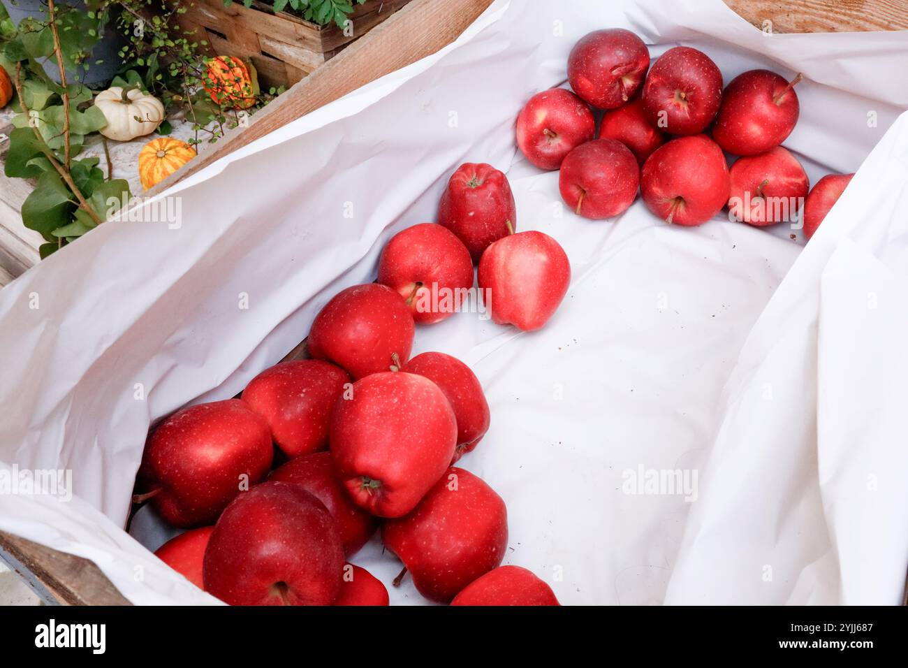 Les pommes sont rouges et brillantes dispersées dans une boîte sur papier blanc Banque D'Images