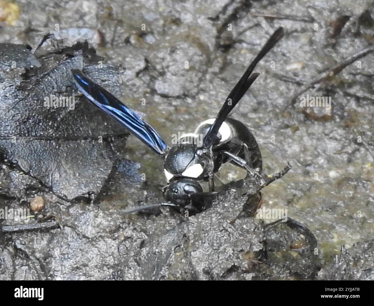 Guêpe de maçon à quatre dents (Monobia quadridens) Banque D'Images