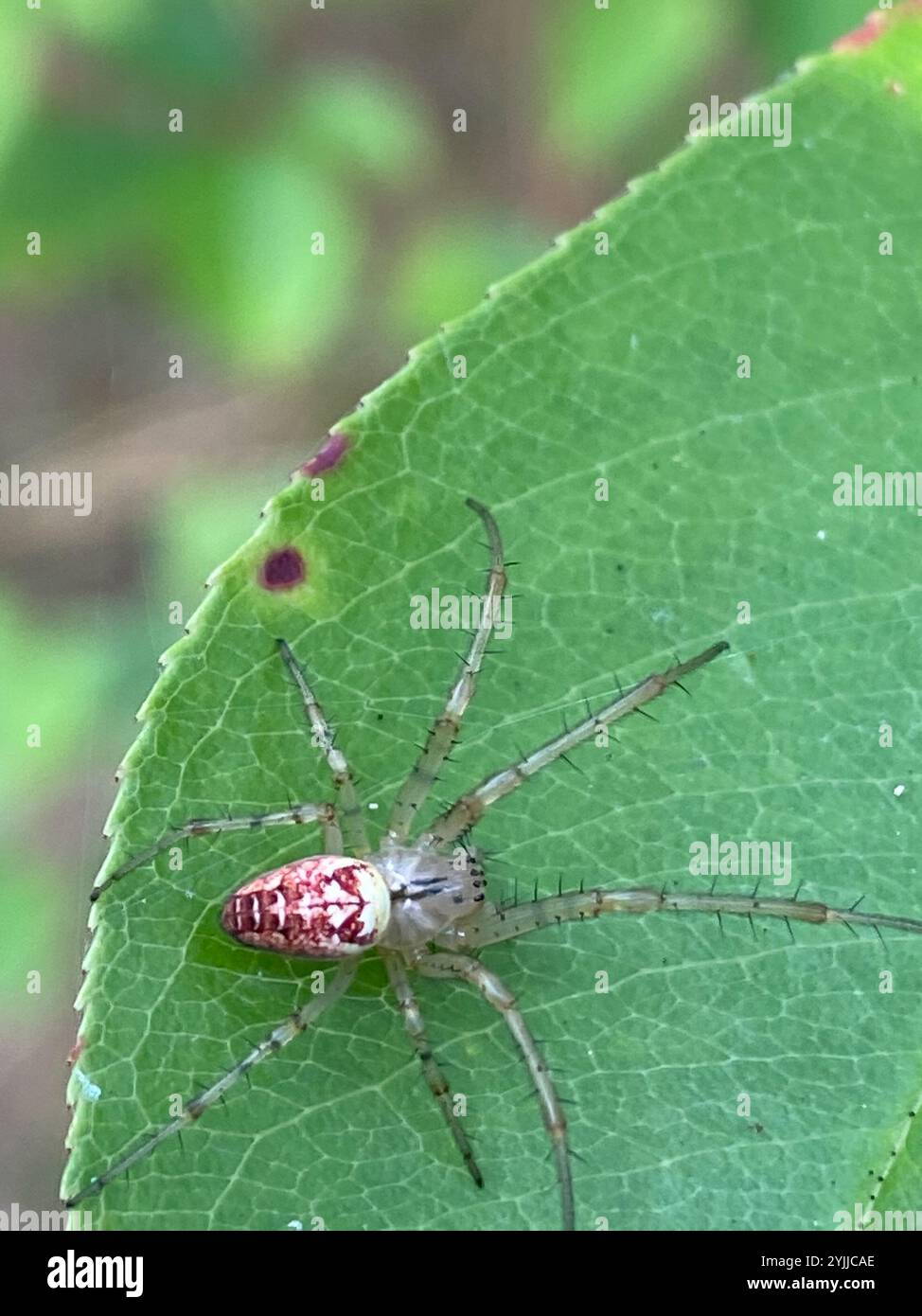 Araignée blindée eurasienne à longue mâchoire (Metellina segmentata) Banque D'Images