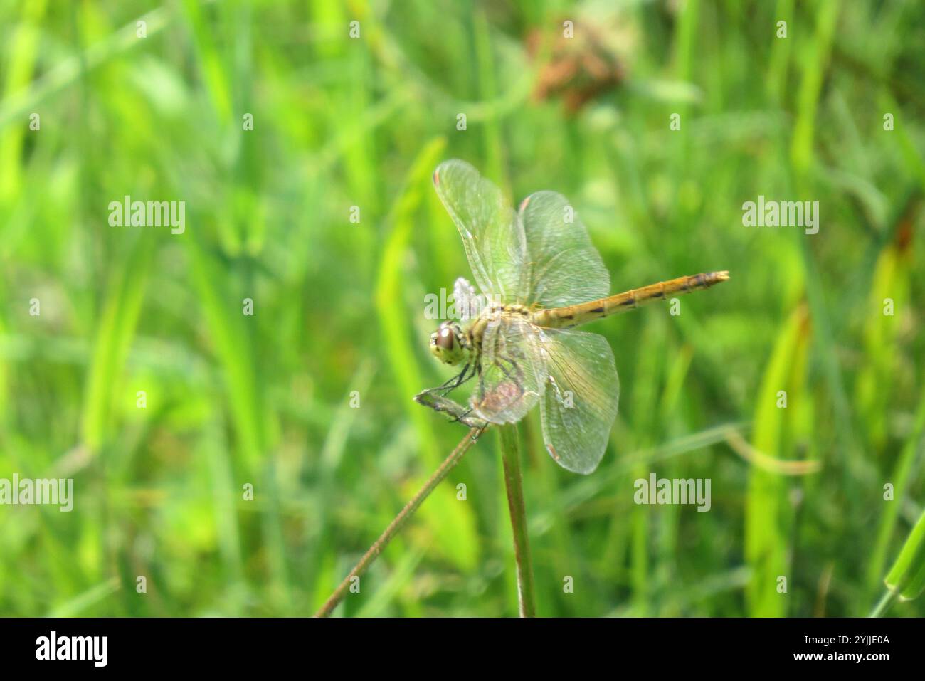(Sympetrum depressiusculum tacheté vert) Banque D'Images