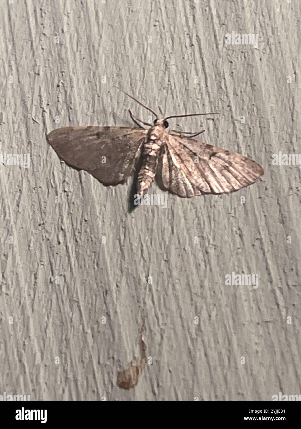 Carlin d'armoise (Eupithecia absinthiata) Banque D'Images