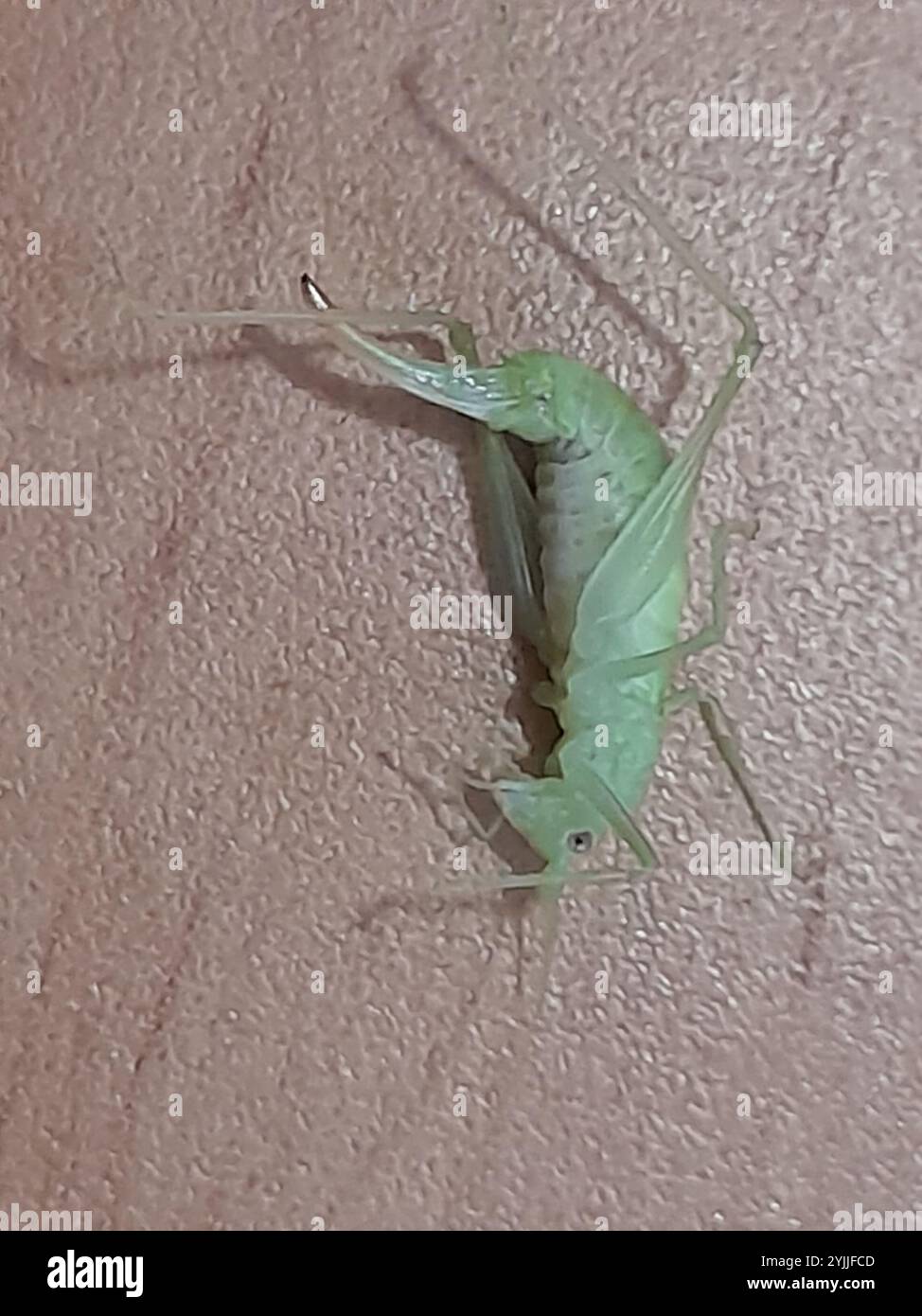 Le sud de l'Oak Bush-cricket (Meconema meridionale) Banque D'Images