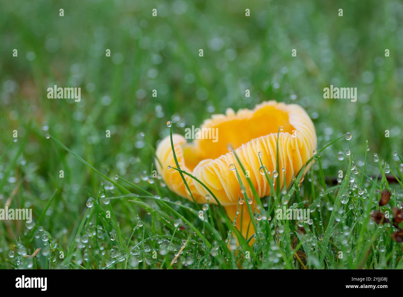 Champignons oranges branchés sur herbe rosée humide branchies exposées soulevées en forme de tasse corps fruitier orange tige douce paysage avec copie espace hiver saison Royaume-Uni Banque D'Images