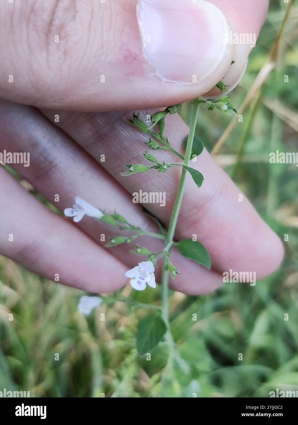 Calamint inférieur (Clinopodium nepeta) Banque D'Images