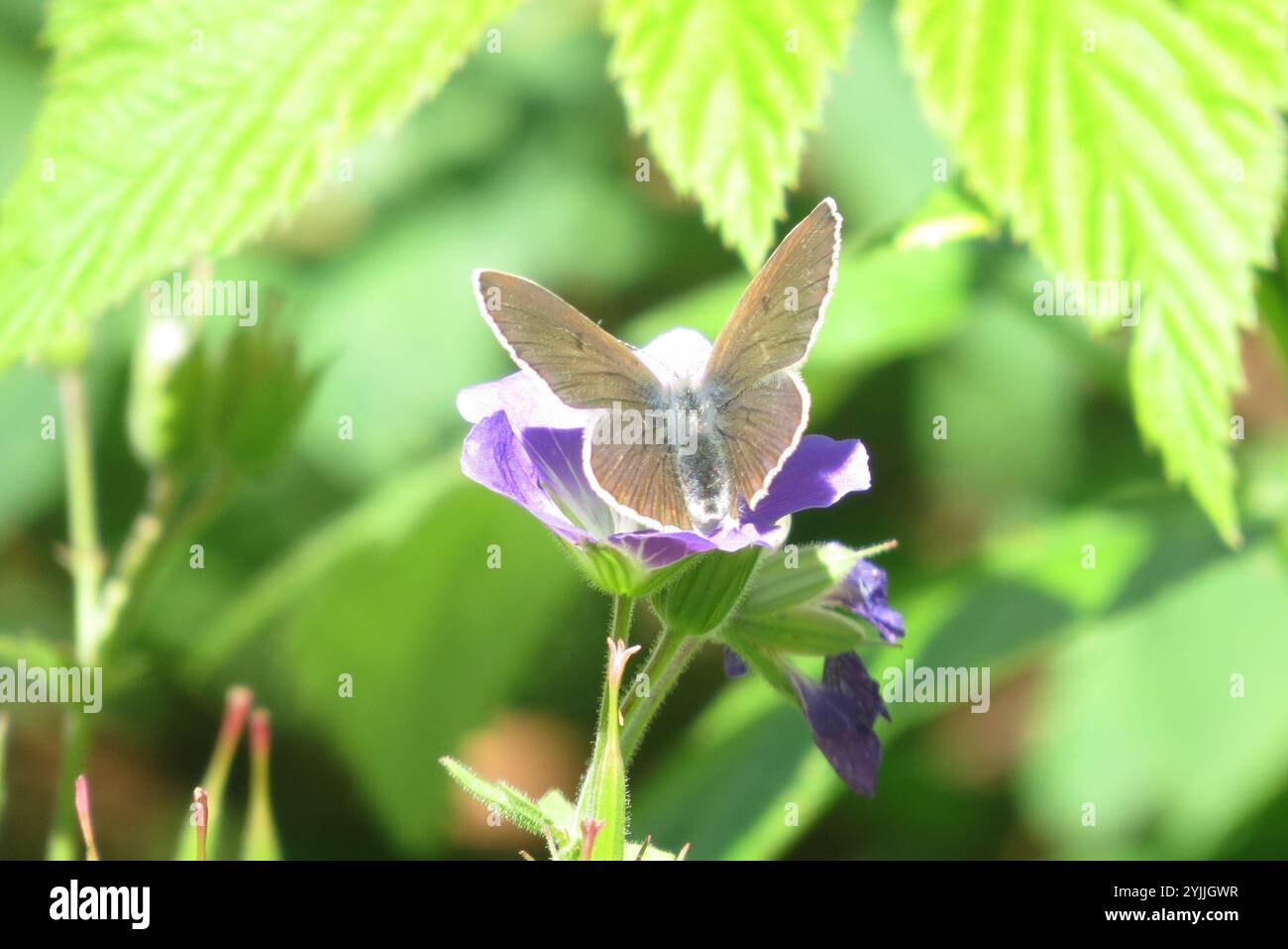 (Eumedonia eumedon géranium Argus) Banque D'Images