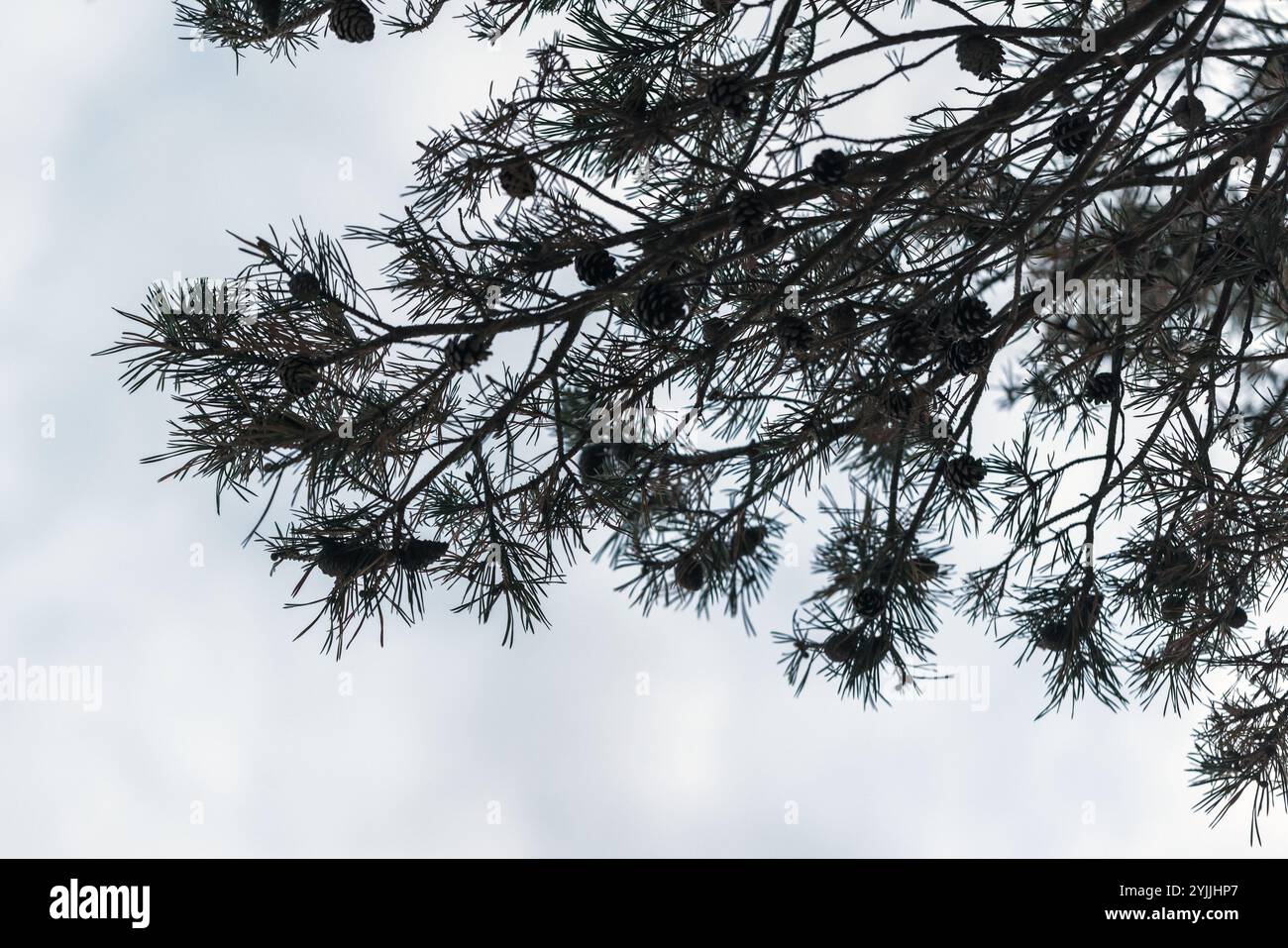 Silhouette de branche de pin sous fond de ciel nuageux lumineux Banque D'Images