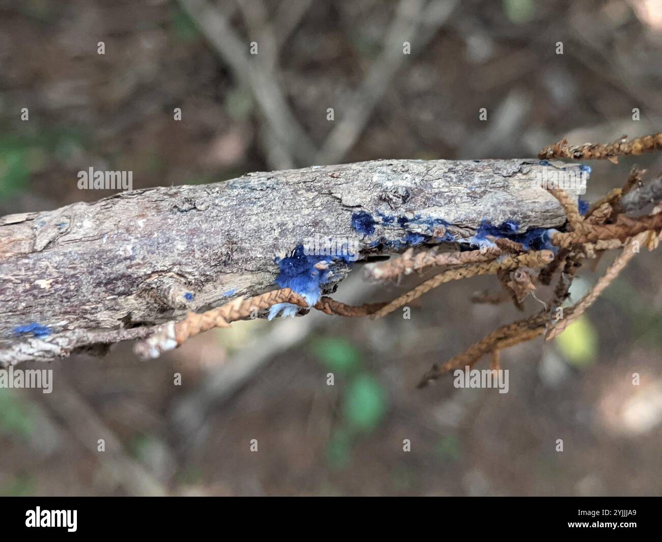 Croûte de cobalt (Terana coerulea) Banque D'Images