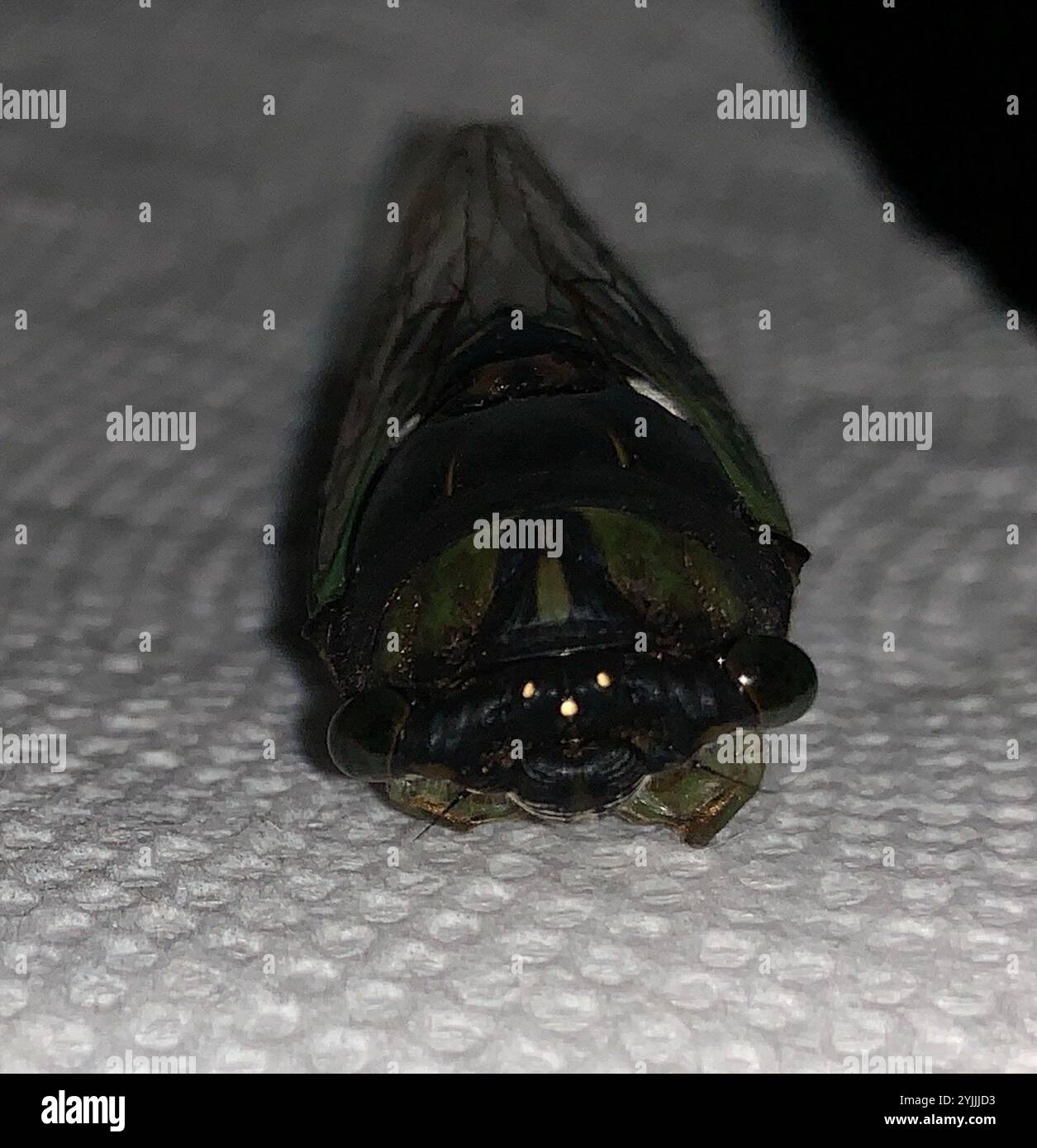 Cicada des marais (Neotibicen tibicen) Banque D'Images