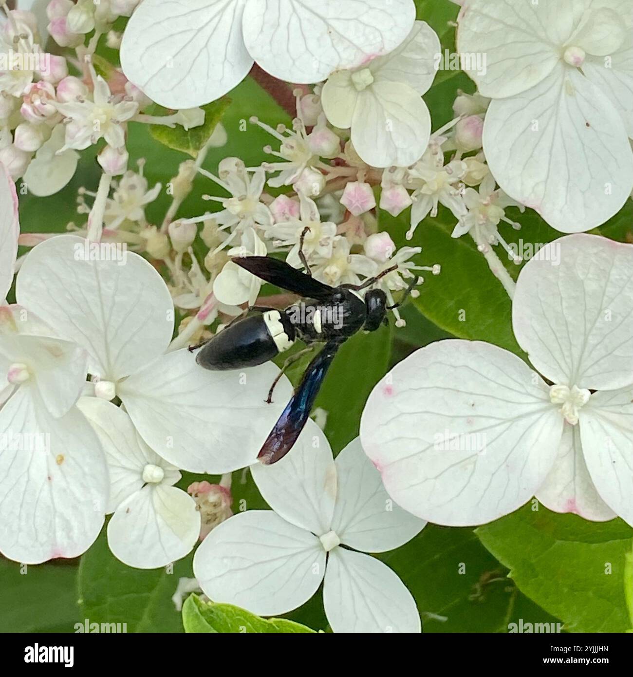 Guêpe de maçon à quatre dents (Monobia quadridens) Banque D'Images