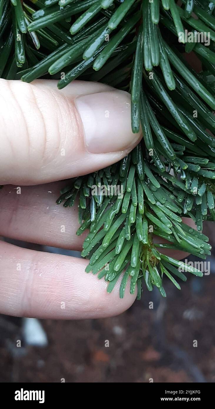 Sapin argenté du Pacifique (Abies amabilis) Banque D'Images