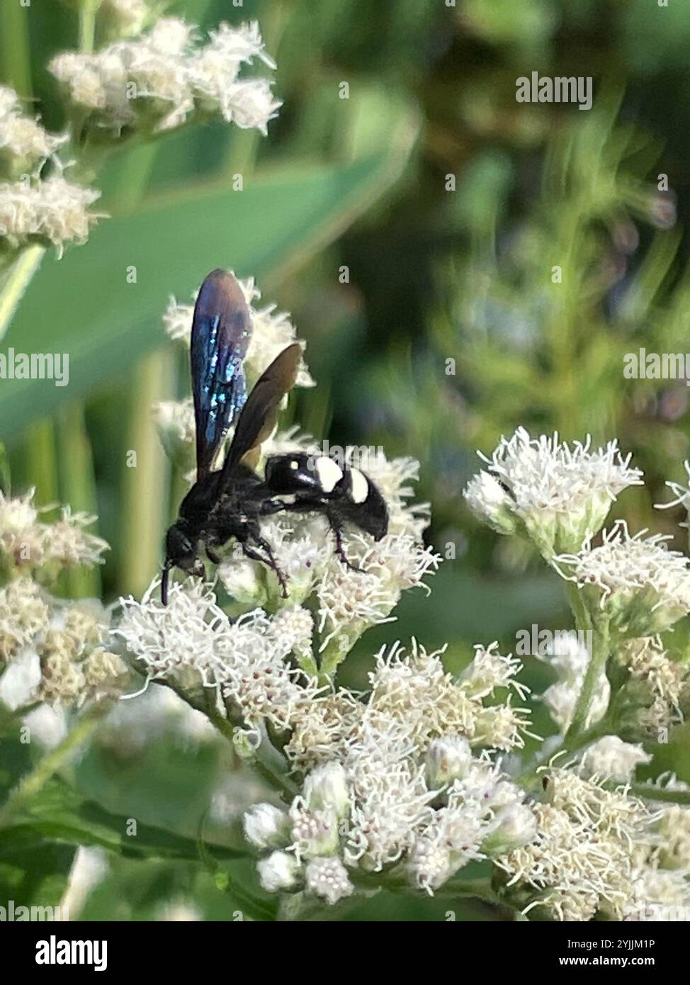 Guêpe scoliide à double bande (Scolia bicincta) Banque D'Images