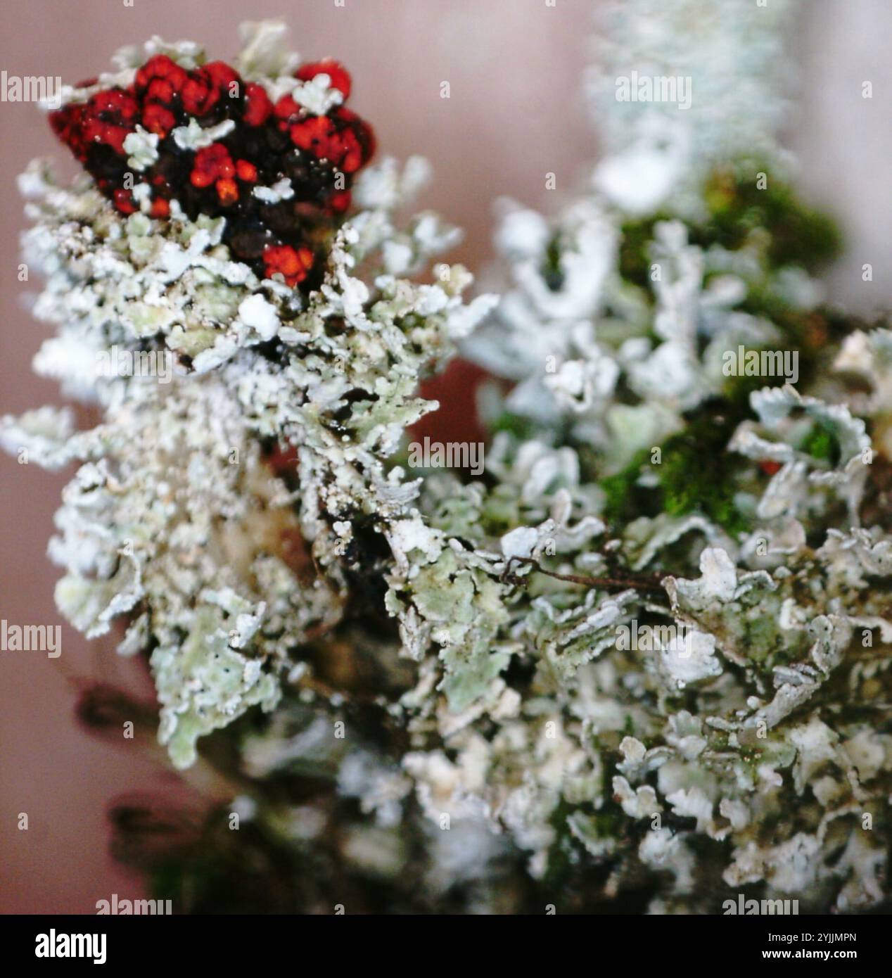 Soldats jouets (Cladonia bellidiflora) Banque D'Images
