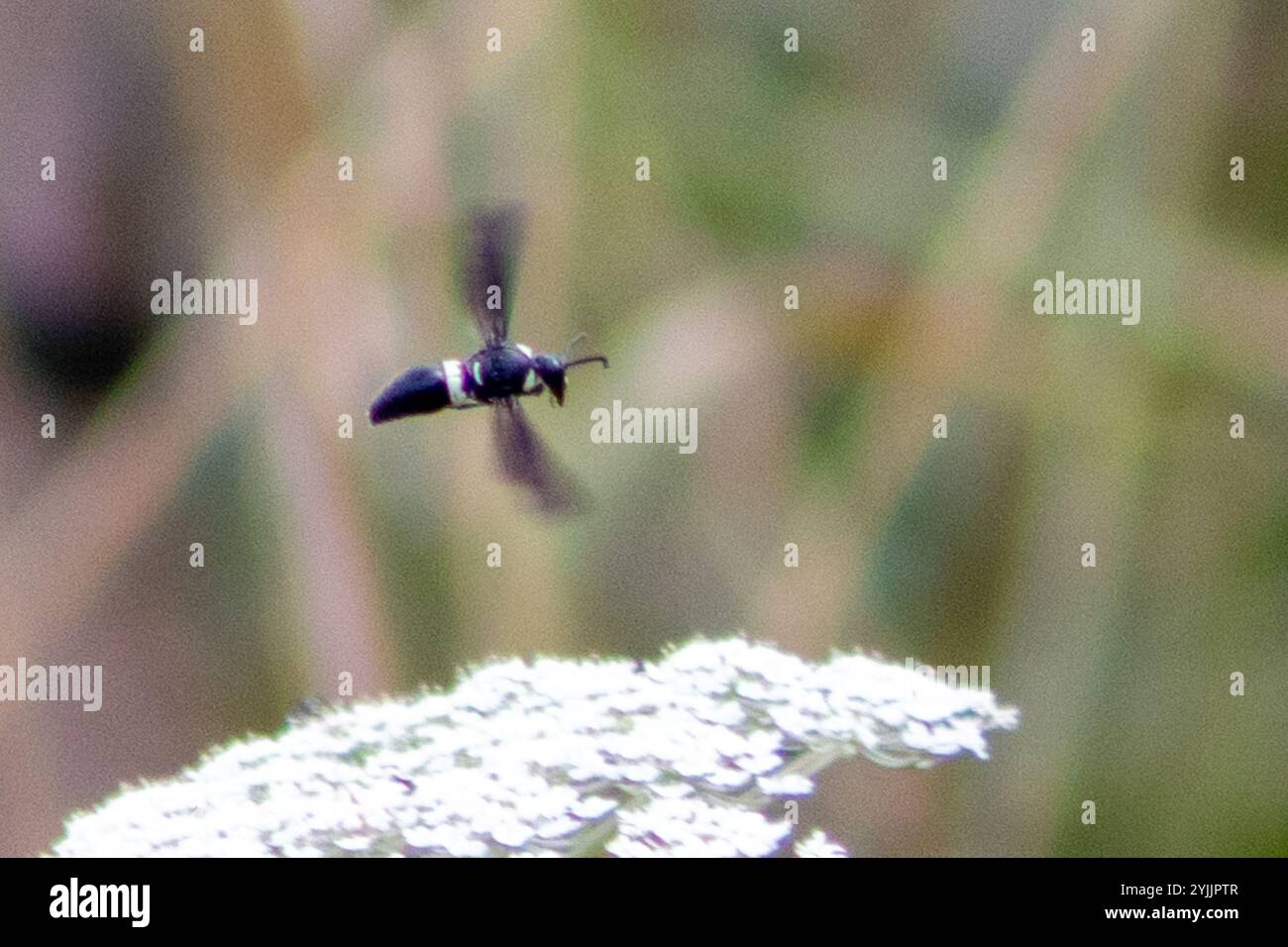 Guêpe de maçon à quatre dents (Monobia quadridens) Banque D'Images