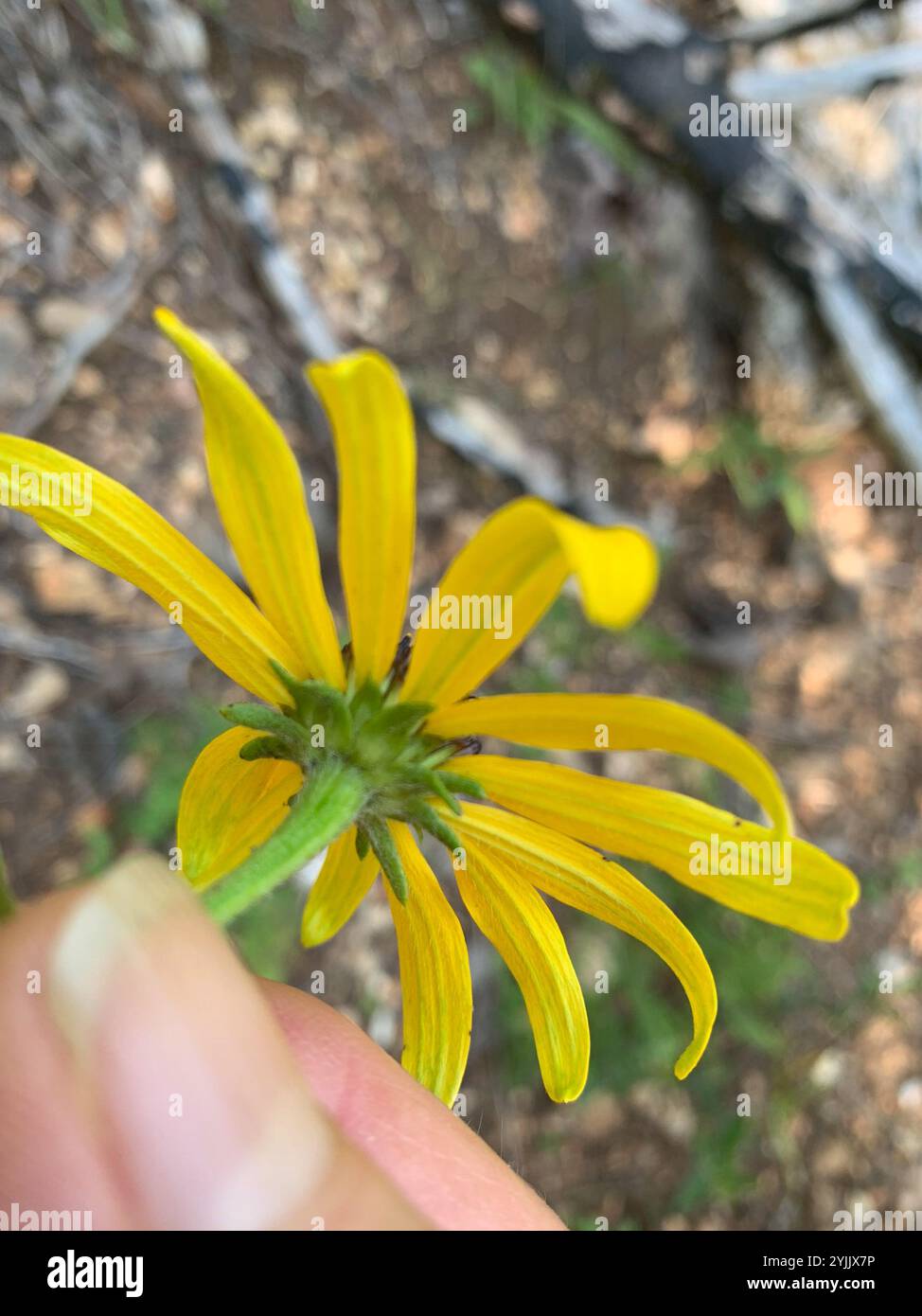 Mangeoire orange du Missouri (Rudbeckia missouriensis) Banque D'Images