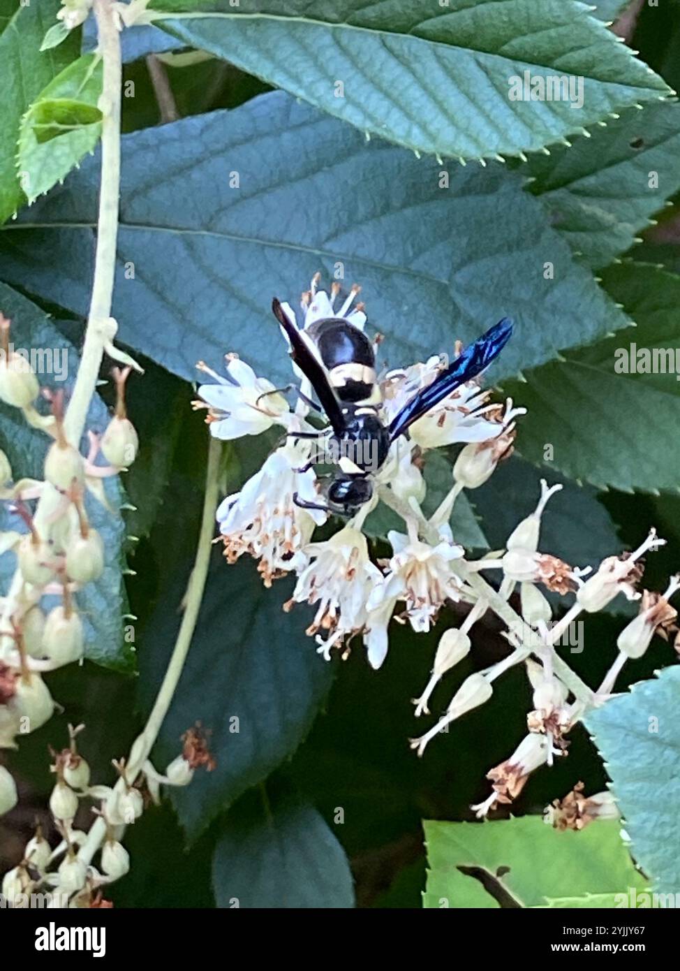 Guêpe de maçon à quatre dents (Monobia quadridens) Banque D'Images