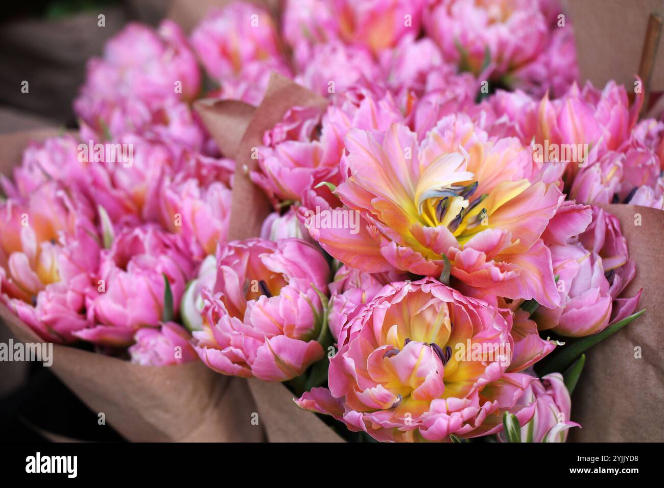 Tulipes roses doubles dans un emballage en papier à vendre dans un magasin de fleurs en gros plan. Banque D'Images