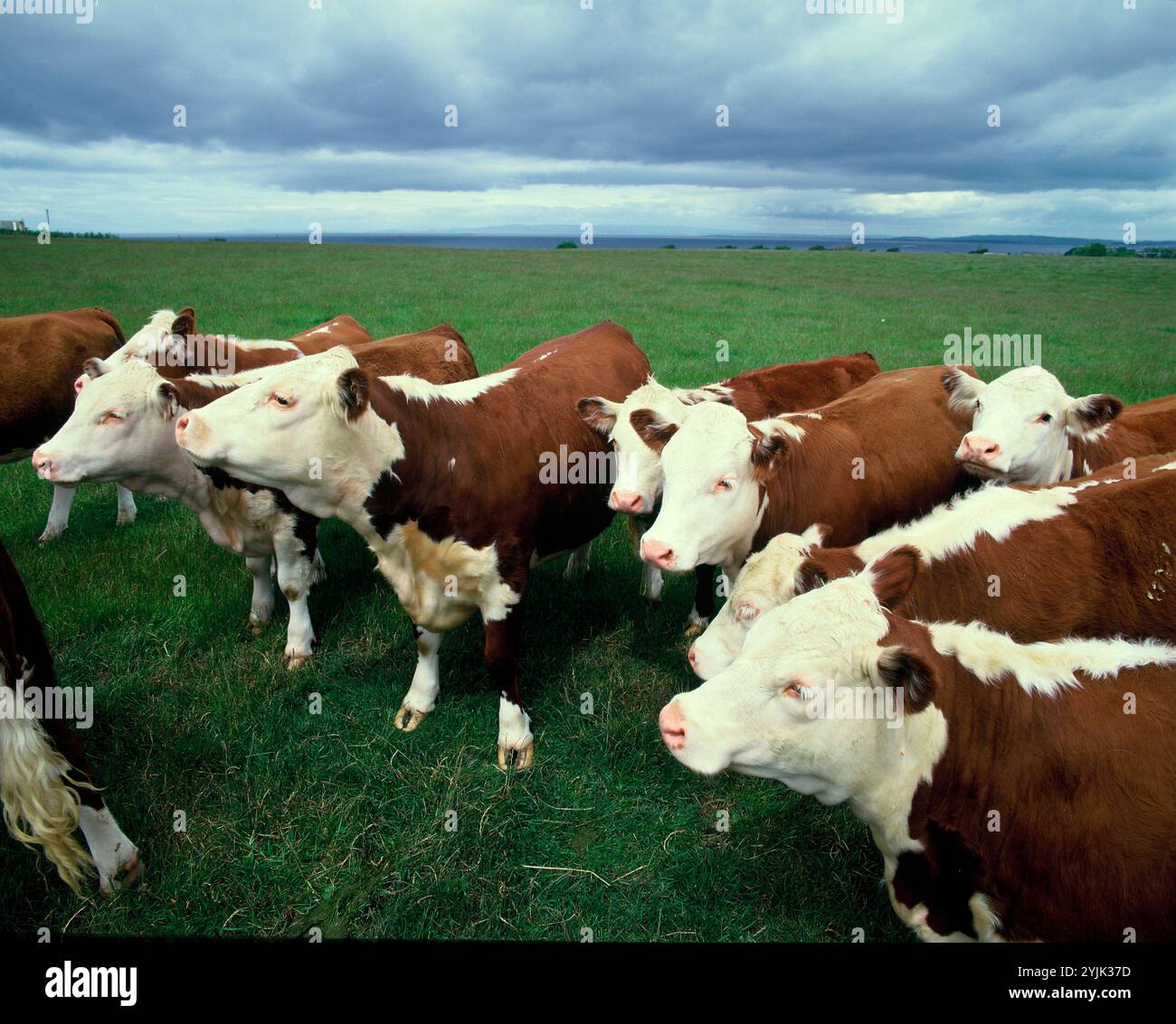Irlande. Élevage des animaux. Bétail Hereford dans le champ. Banque D'Images