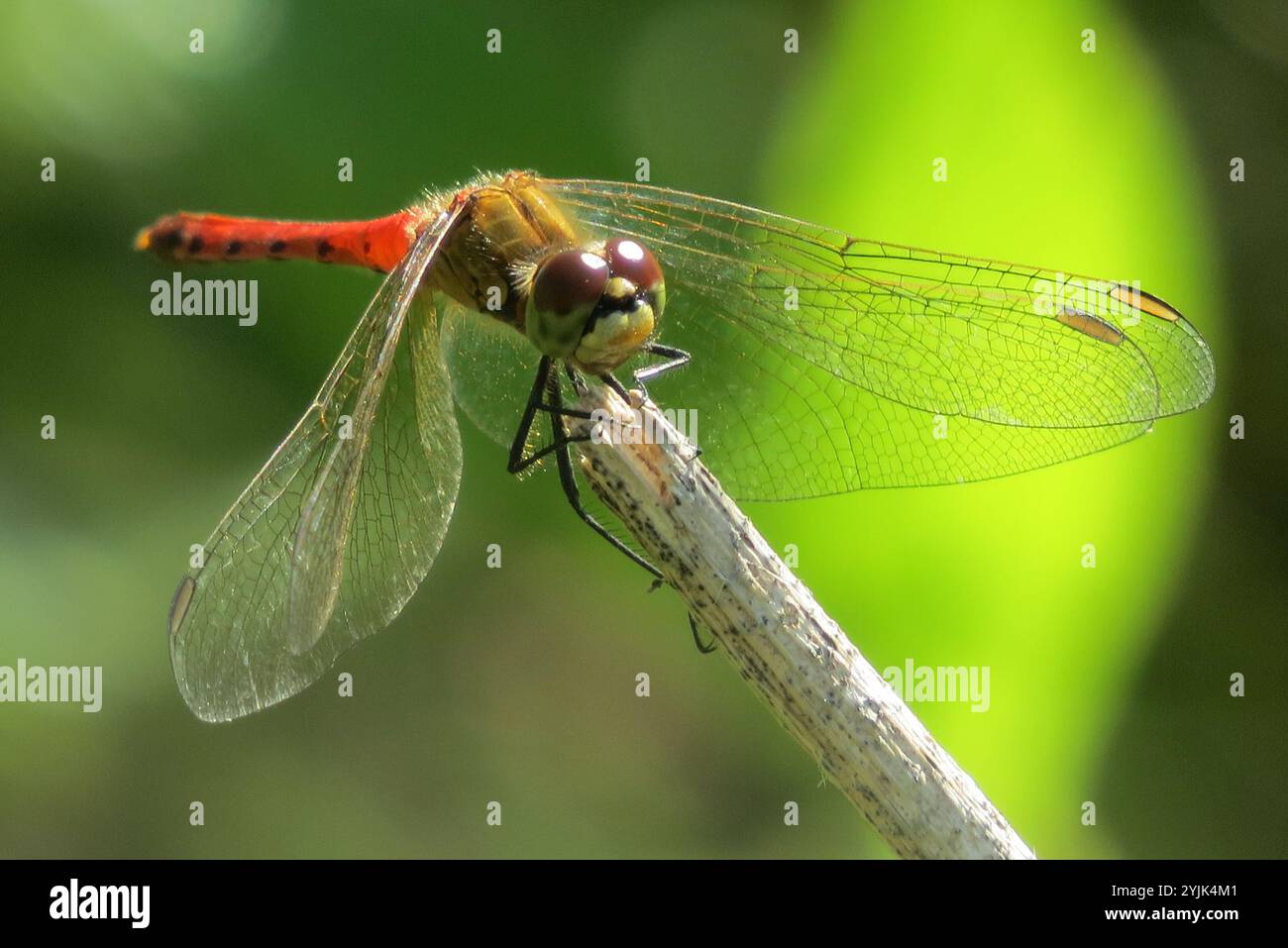 (Sympetrum depressiusculum tacheté vert) Banque D'Images