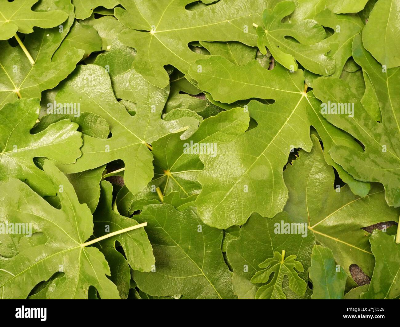 Les feuilles de figue, fraîches et coupées, sont utilisées comme thé et sont un remède naturel avec de nombreuses propriétés positives. Banque D'Images