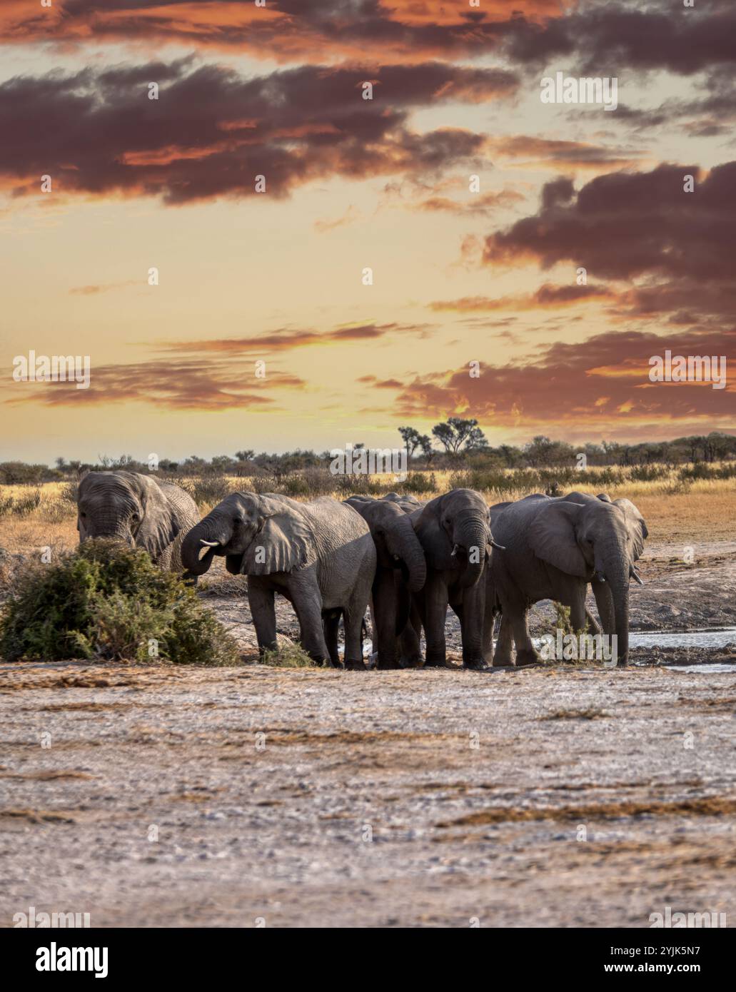 Kasane, Delta de l'Okavango , Botswana troupeau d'éléphants buvant de l'eau au point d'eau dans la brousse africaine, coucher du soleil Banque D'Images Kasane, Delta de l'Okavango , Botswana troupeau d'éléphants buvant de l'eau au point d'eau dans la brousse africaine, coucher du soleil Banque D'Images
