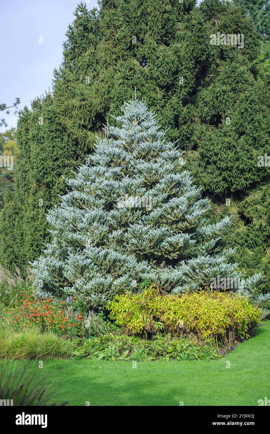 Korea-Tanne (Abies koreana 'Silberlocke'), sapin coréen (Abies koreana Silberlocke) Banque D'Images