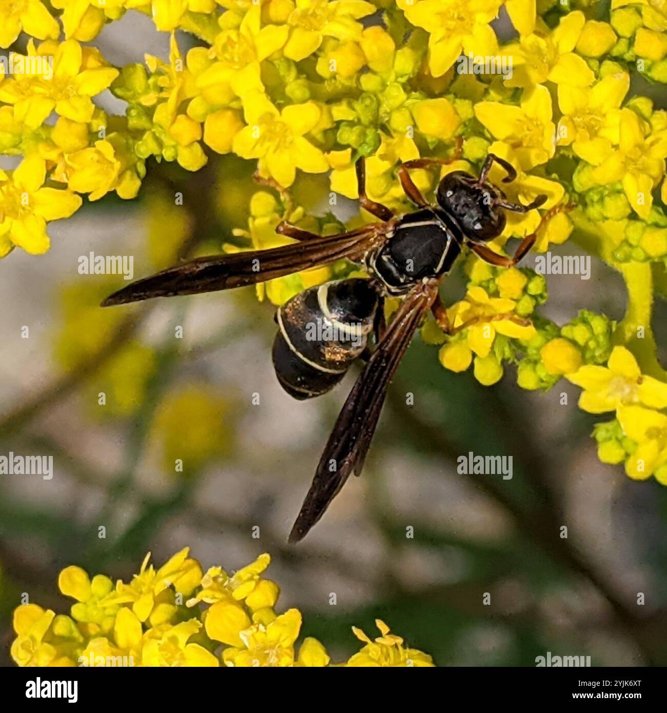 Guêpe à papier nordique (polistes fuscatus) Banque D'Images