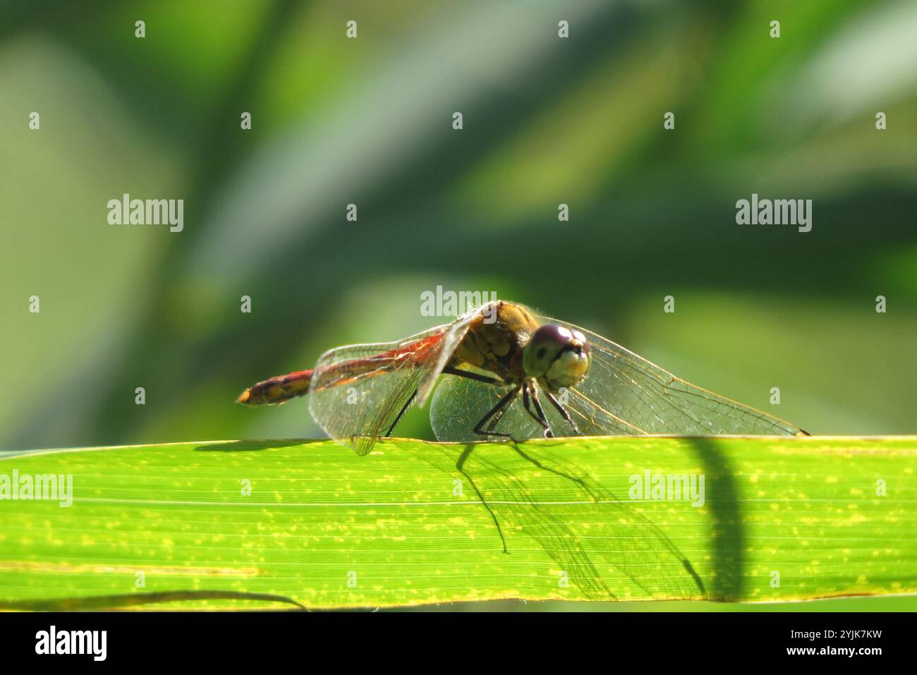 (Sympetrum depressiusculum tacheté vert) Banque D'Images