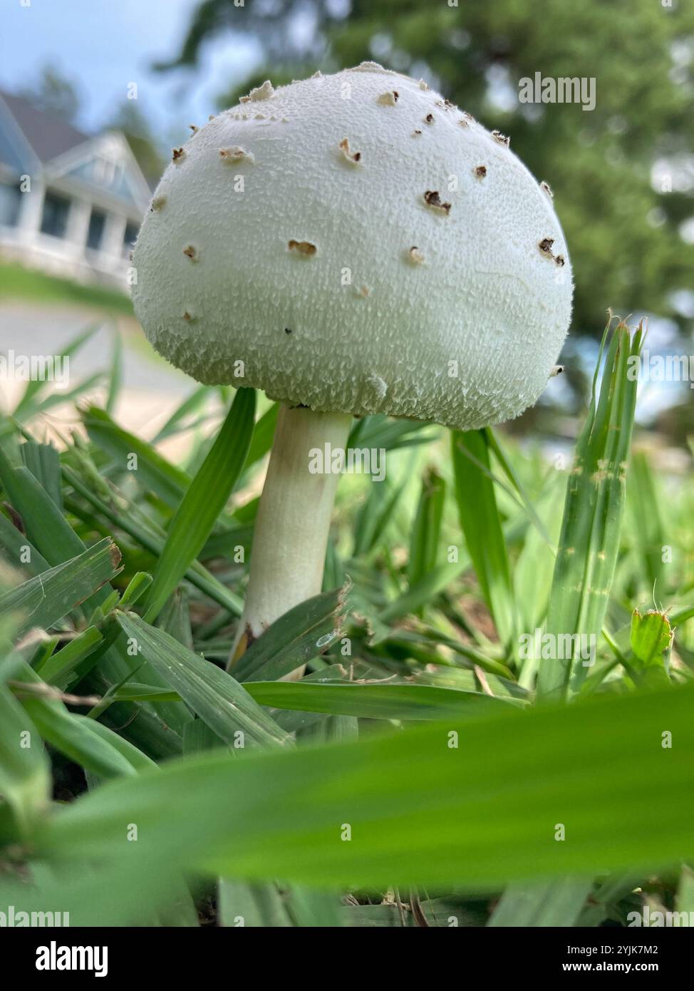 Parasol à taches vertes (Chlorophyllum molybdites) Banque D'Images