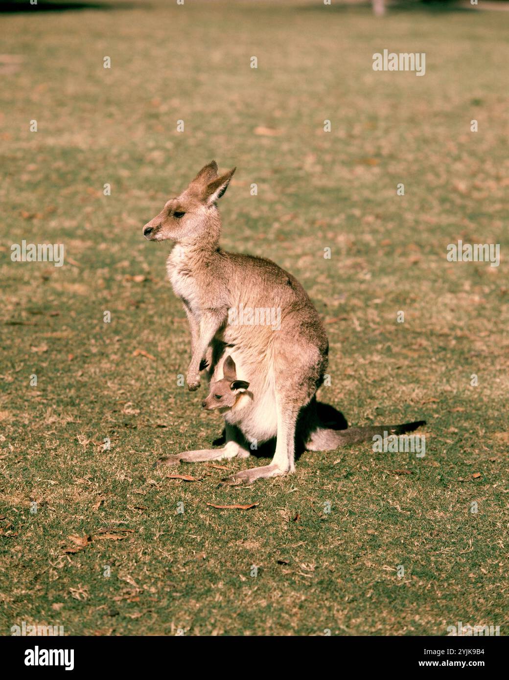 Australie. Les marsupiaux. Mère de kangourou gris oriental avec joey dans la pochette. (Macropus giganteus). Banque D'Images