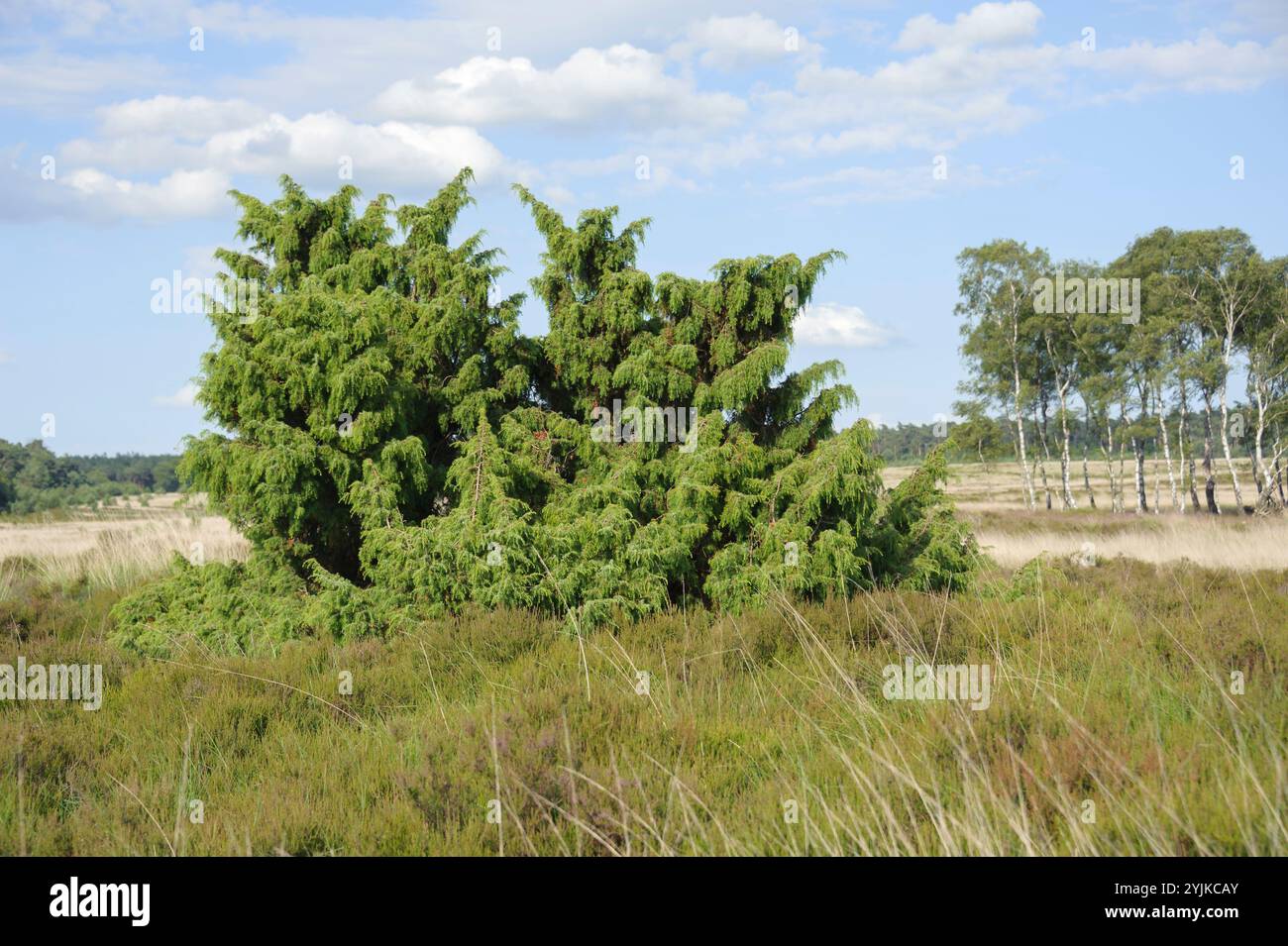 'Gewöhnlicher Heide-Wacholder (Juniperus communis), Wacholder in der ''Hoog Buurlose Heide'', 'genévrier de bruyère commune (Juniperus communis), genévrier in Banque D'Images