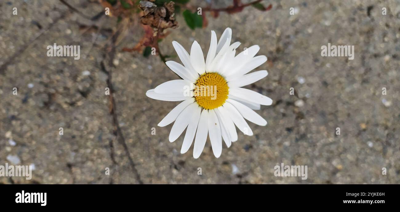 Marguerite Oxeye (Leucanthemum ircutianum) Banque D'Images