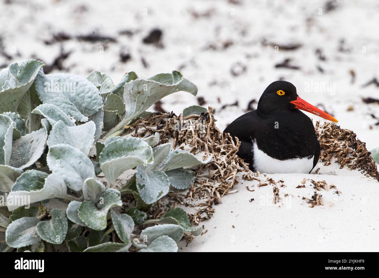 Magellanic oystercatcher Haematopus leucopodus reposant à côté du chou mer Senecio candidans le cou Saunders Island Iles Falkland Novembre 2015 Banque D'Images