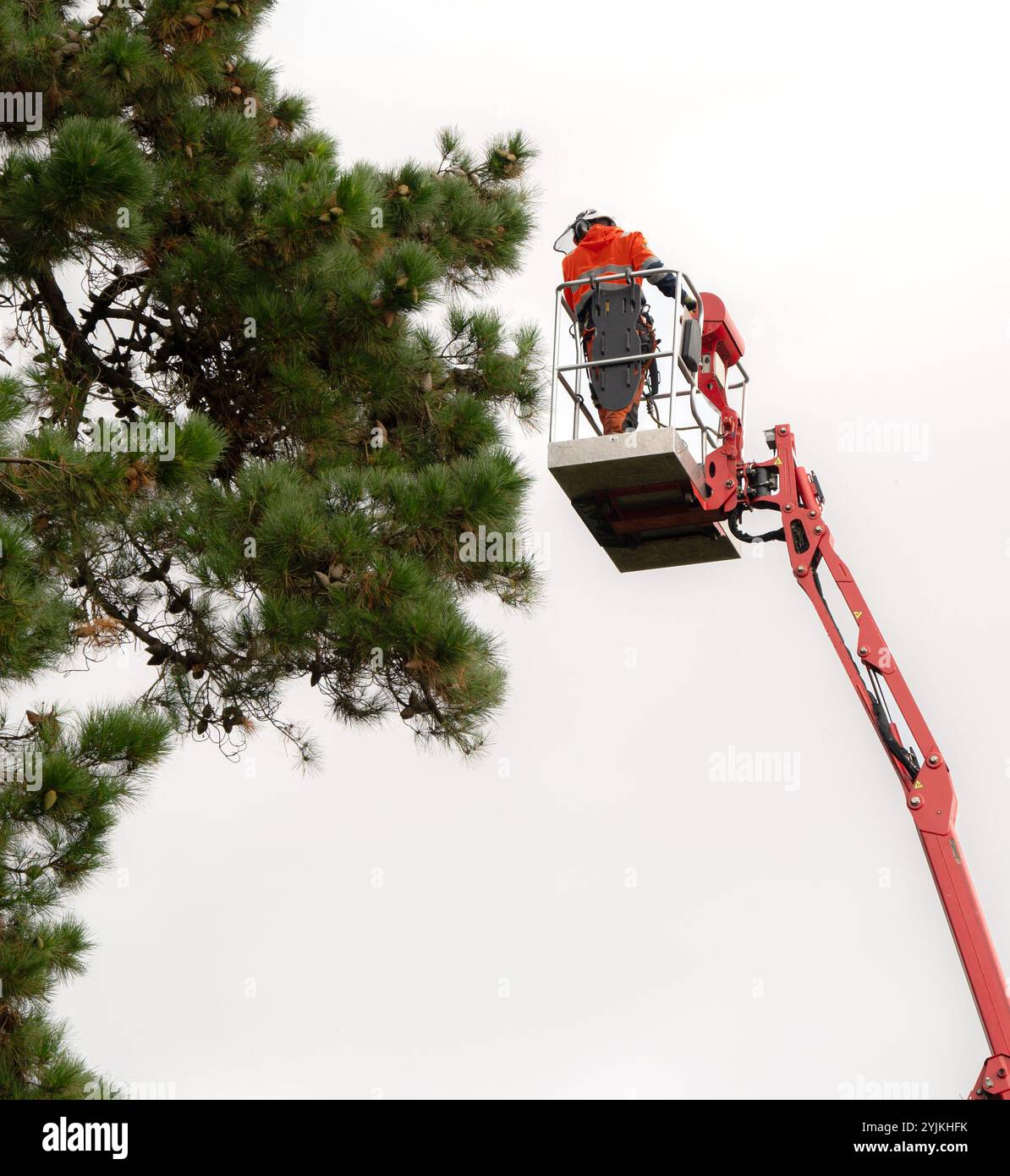 Grue d'abattage d'arbres ou manipulateur d'entretien d'arbres avec flèche télescopique utilisée pour l'enlèvement d'arbres ou de branches. Banque D'Images