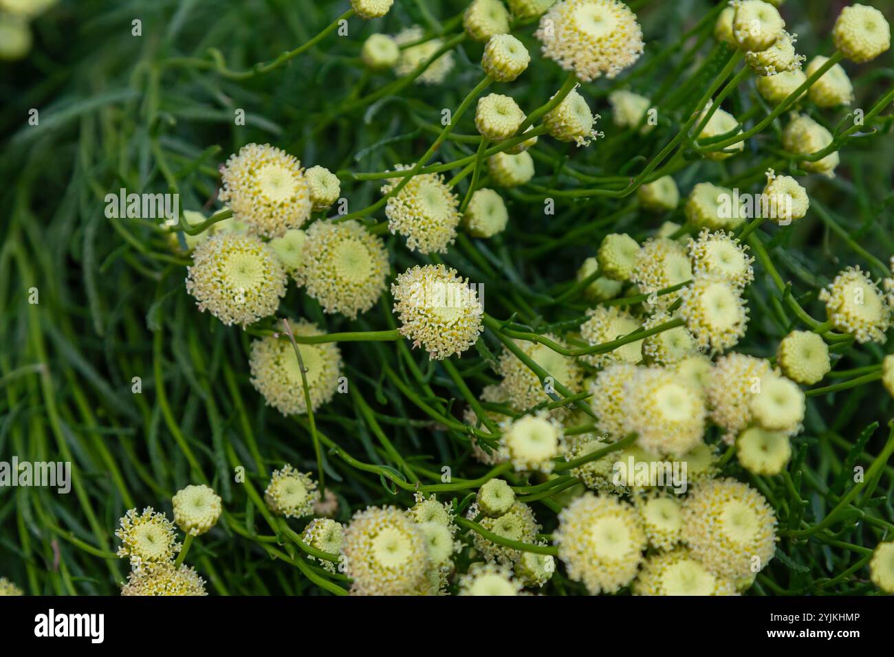 Santolina rosmarinifolia Primrose Gem plante en fleur en été. Banque D'Images