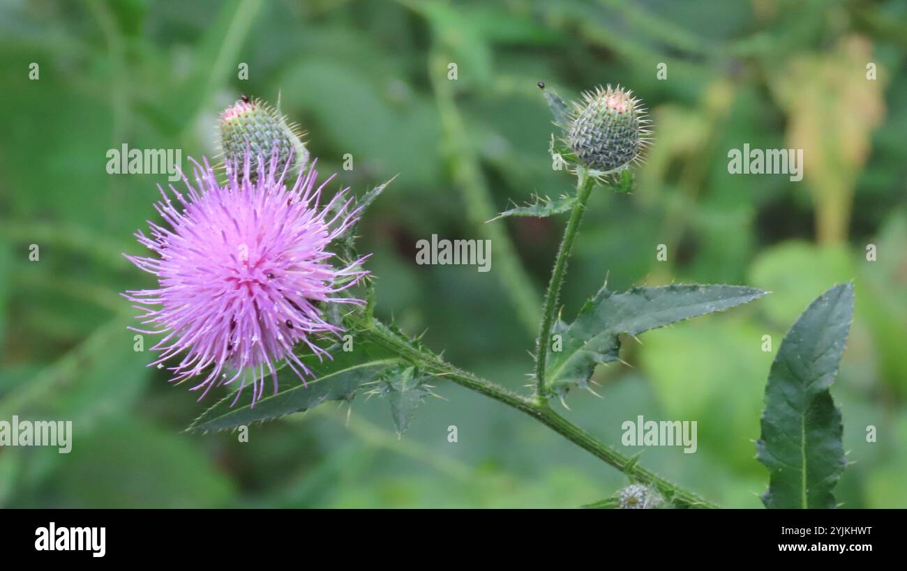 Grand chardon (Cirsium altissimum) Banque D'Images