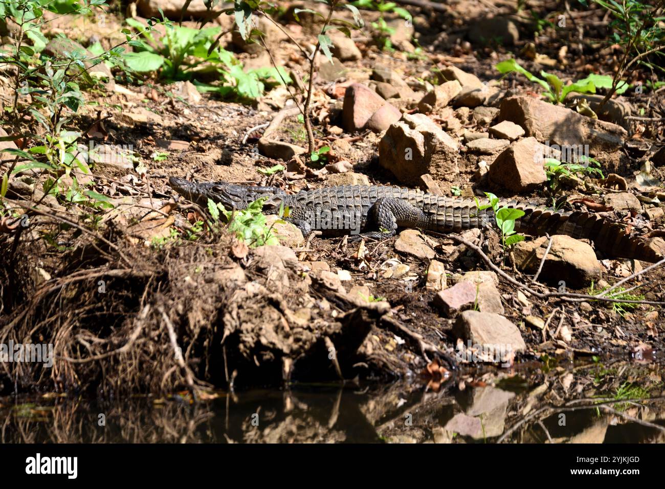 Repos crocodile, forêt indienne Banque D'Images