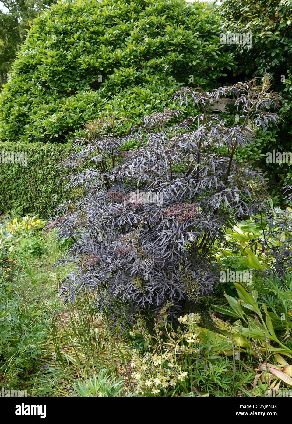 Schwazer Holunder (DENTELLE NOIRE Sambucus nigra), sureau noir (DENTELLE NOIRE Sambucus nigra) Banque D'Images