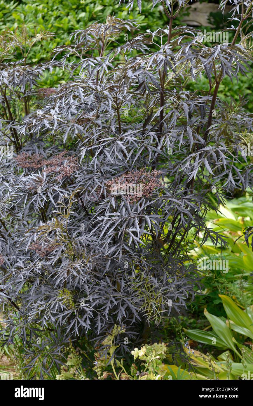 Schwazer Holunder (DENTELLE NOIRE Sambucus nigra), sureau noir (DENTELLE NOIRE Sambucus nigra) Banque D'Images