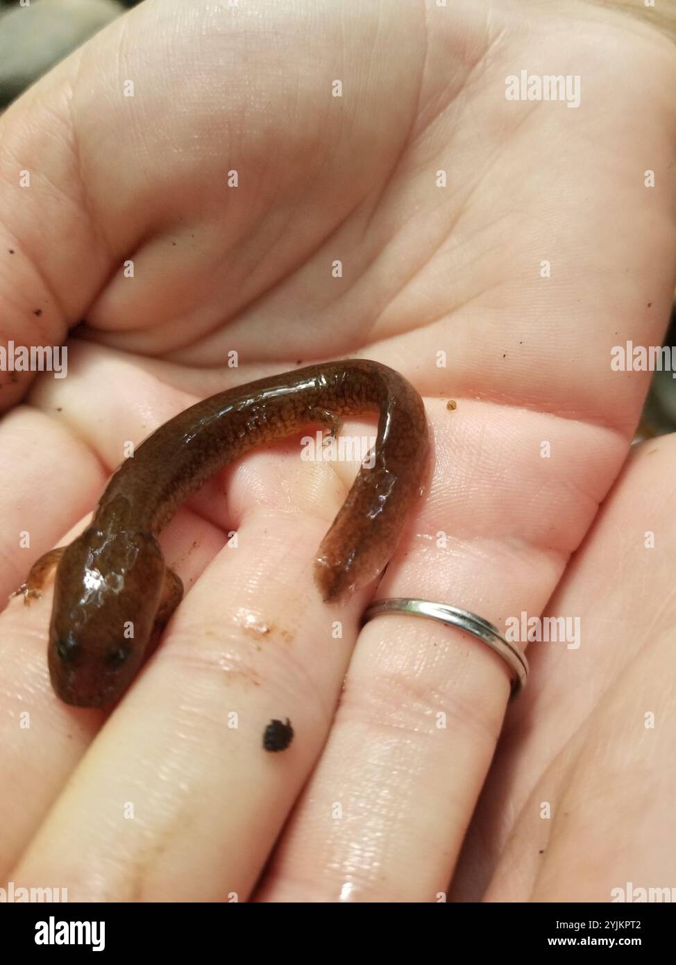 Salamandre de printemps (Gyrinophilus porphyriticus) Banque D'Images