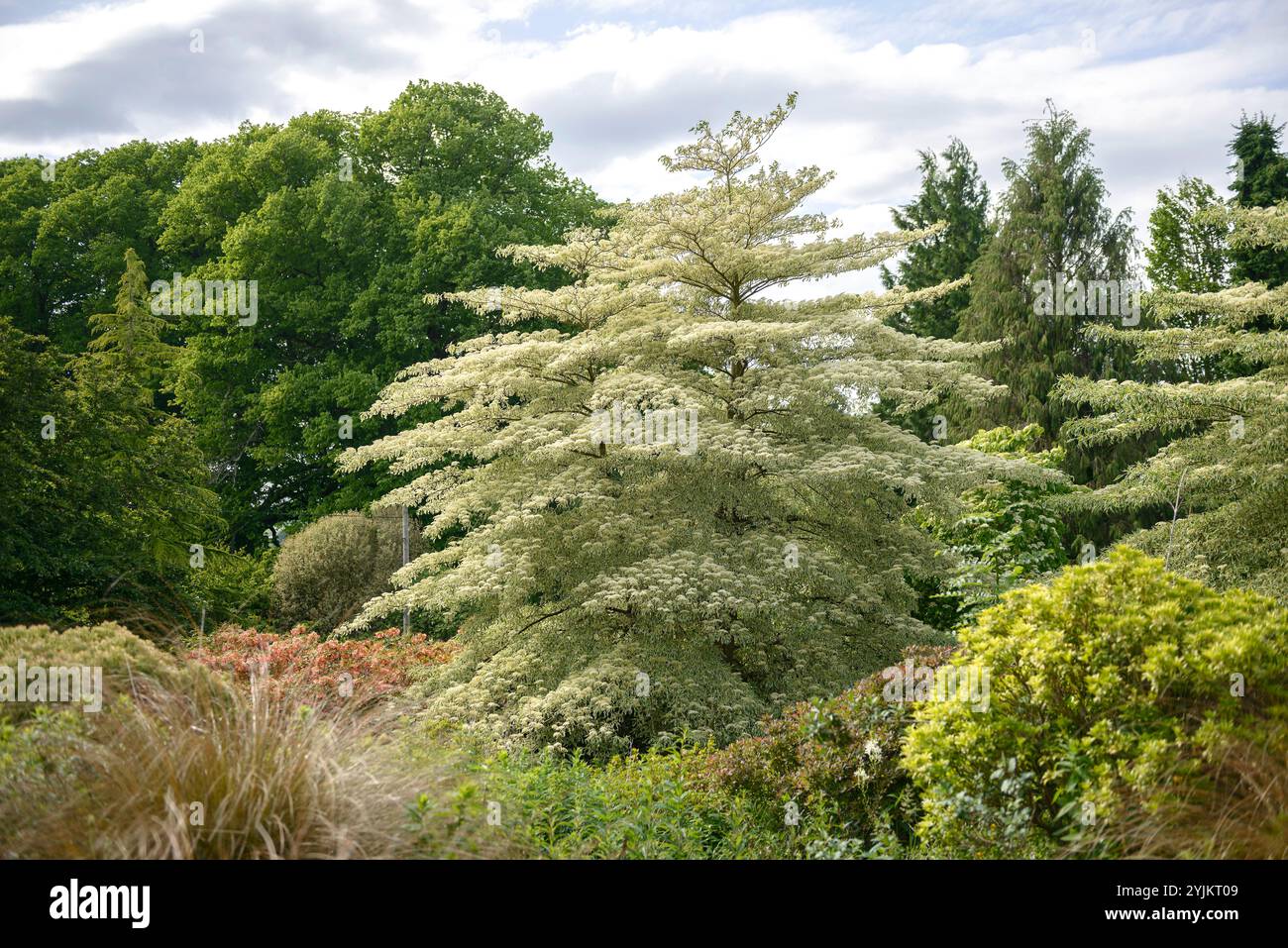 Weißbunter Etagen-Hartriegel (Cornus controversa 'variegata'), cornouiller panaché (Cornus controversa variegata) Banque D'Images