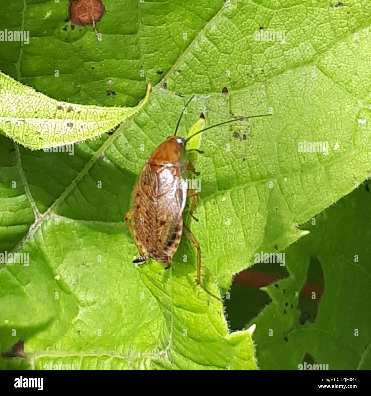 (Ectobius lapponicus cafard sombre) Banque D'Images