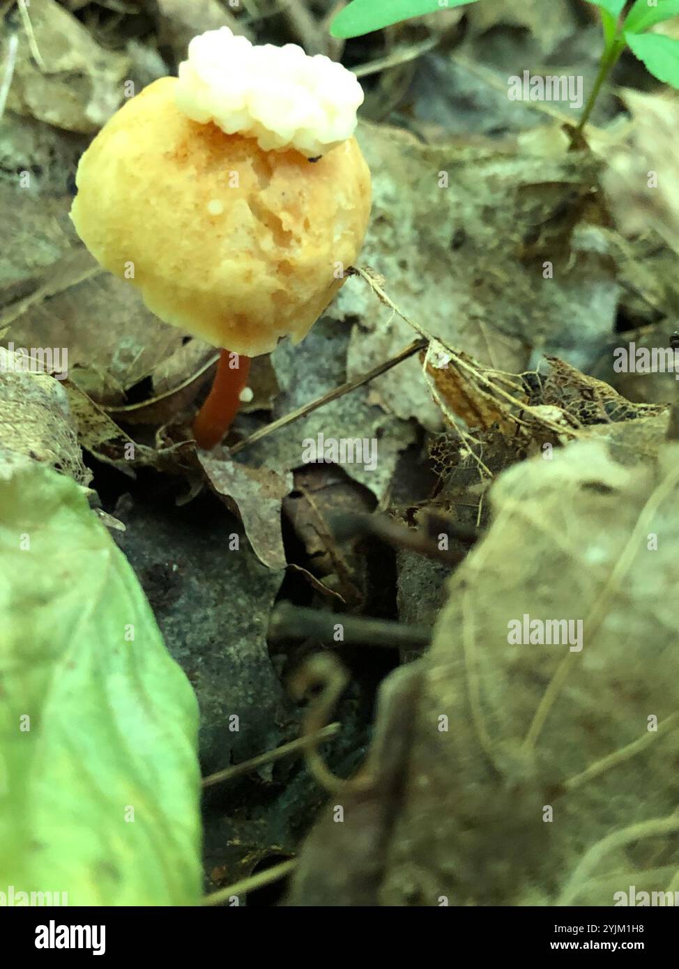 Gymnopus amoureux du chêne (Gymnopus dryophilus) Banque D'Images